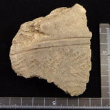 縄文土器 縄文中期 東北・北海道地域  81mm陶片  61.8g  (ID:68853)