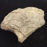 縄文土器 縄文中期 東北・北海道地域  67mm陶片  28.9g  (ID:70167)