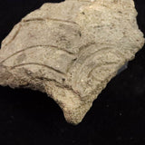 縄文土器 縄文中期 東北・北海道地域  67mm陶片  28.9g  (ID:70167)