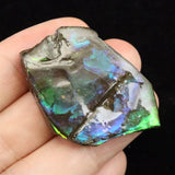 アンモライト アンモナイト化石　スライス　原石　11.0ｇ (ID:73637)