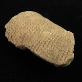 縄文土器 縄文中期 東北・北海道地域  135mm陶片  136.2g  (ID:74602)