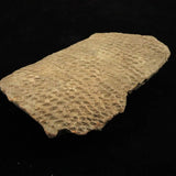 縄文土器 縄文中期 東北・北海道地域  135mm陶片  136.2g  (ID:74602)