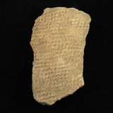 縄文土器 縄文中期 東北・北海道地域  135mm陶片  136.2g  (ID:74602)