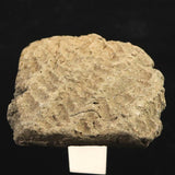 縄文土器 縄文中期 東北・北海道地域  52mm陶片  42.6g  (ID:76054)