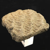 縄文土器 縄文中期 東北・北海道地域  52mm陶片  42.6g  (ID:76054)