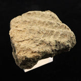 縄文土器 縄文中期 東北・北海道地域  52mm陶片  42.6g  (ID:76054)