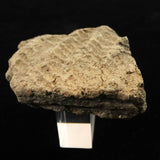 縄文土器 縄文中期 東北・北海道地域  52mm陶片  42.6g  (ID:76054)