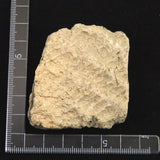 縄文土器 縄文中期 東北・北海道地域  52mm陶片  42.6g  (ID:76054)