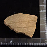 縄文土器 縄文中期 東北・北海道地域  46mm陶片  11.8g  (ID:81804)