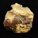 北海道幌加内町　ペトリファイドウッド 珪化木  101mm原石 376.5g  (ID:85582)