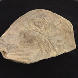 縄文土器 縄文中期 東北・北海道地域  148mm陶片  257g  (ID:85797)