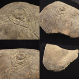 縄文土器 縄文中期 東北・北海道地域  148mm陶片  257g  (ID:85797)