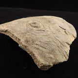 縄文土器 縄文中期 東北・北海道地域  148mm陶片  257g  (ID:85797)