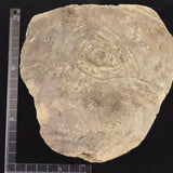 縄文土器 縄文中期 東北・北海道地域  148mm陶片  257g  (ID:85797)