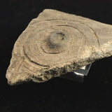 縄文土器 縄文中期 東北・北海道地域  103mm陶片   90.4g  (ID:86173)