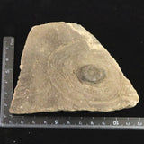 縄文土器 縄文中期 東北・北海道地域  103mm陶片   90.4g  (ID:86173)