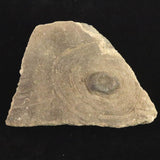 縄文土器 縄文中期 東北・北海道地域  103mm陶片   90.4g  (ID:86173)