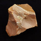 北海道幌加内町　ペトリファイドウッド 珪化木  45mm原石 73.6g  (ID:88179)