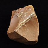 北海道幌加内町　ペトリファイドウッド 珪化木  45mm原石 73.6g  (ID:88179)