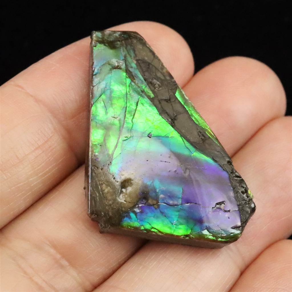 アンモライト・アンモナイトアクセサリー | 榎本通商