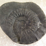 シャリグラム サリグラム アンモナイト化石　聖石  1027g (ID:19449)
