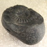 シャリグラム サリグラム アンモナイト化石　聖石  1027g (ID:19449)