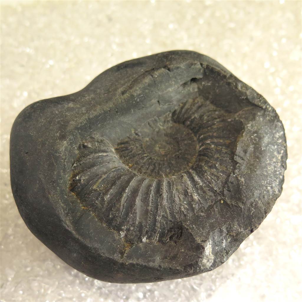 シャリグラム サリグラム アンモナイト化石 聖石 1335g (ID:88644